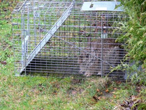 Rabbit-Suspect caught-1024