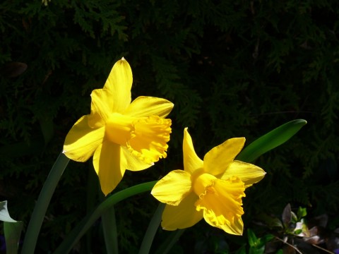 Daffodils-May 8-13