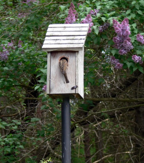 Mother sparrow feeding babies-1024-May 19-13