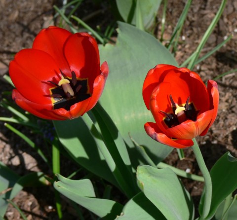 Tulip fire - 1024-May 7-13