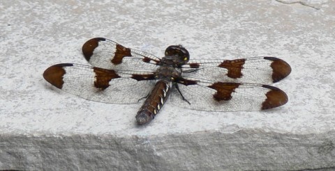 Dragonfly - 1024 - Jy 25-13