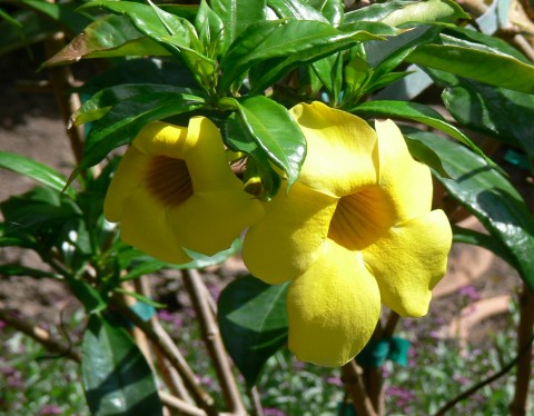 Golden Bells - or - Allamanda - Jy 25-13