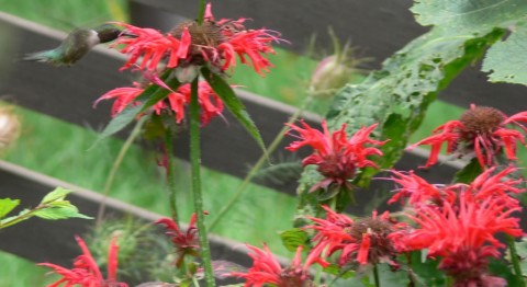 Hummingbird, bee balm - 1024