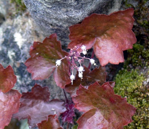 Heuchera-clear-Aug. 12-13