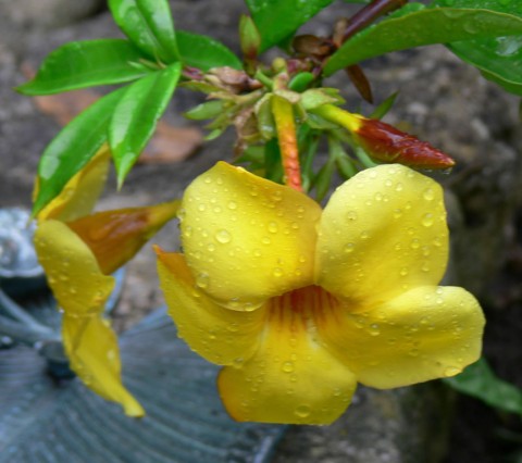 Allamanda-1024Sept