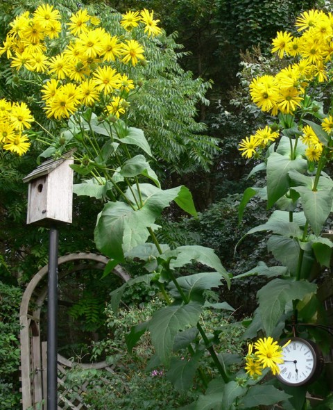 Giant daisies & clock-1024--Aug.30-13