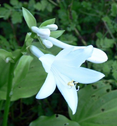 Hosta lily, 1024-fragrant-Sept