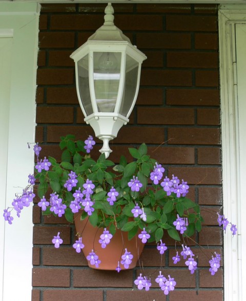 Streptocarpus-1024-Sept