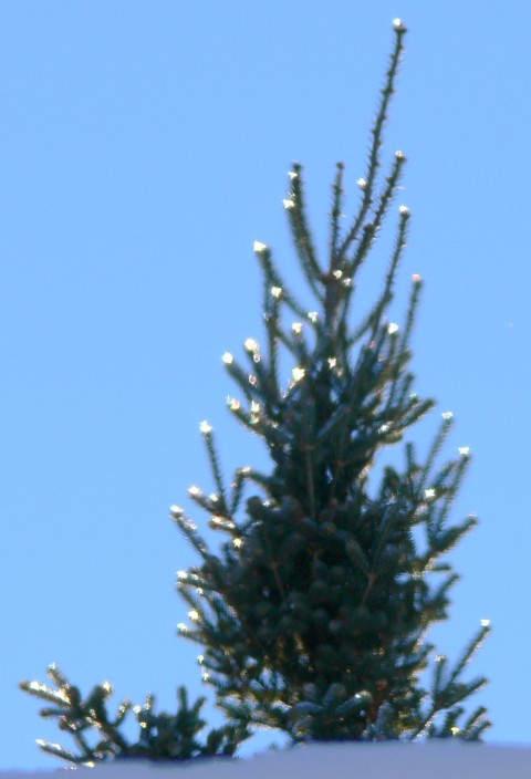 'Lighted' tree-Dec.24-13