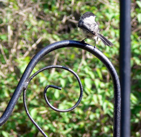 Blog-May_24-14-Baby chickadee 1024-on hoop