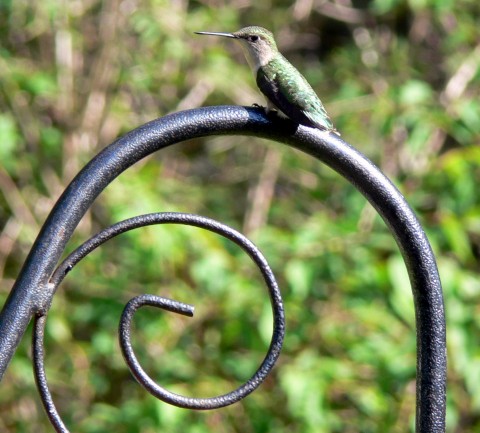 Blog-May_24-14-Hummer on hoop