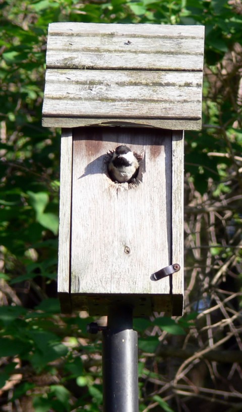 Blog-May_25-14-1024-fledgling back home