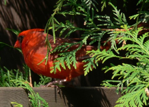 Cardinal in cedar-1024