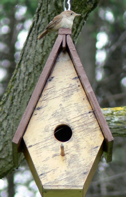 Blog-May 31-14-1024-wren-mine