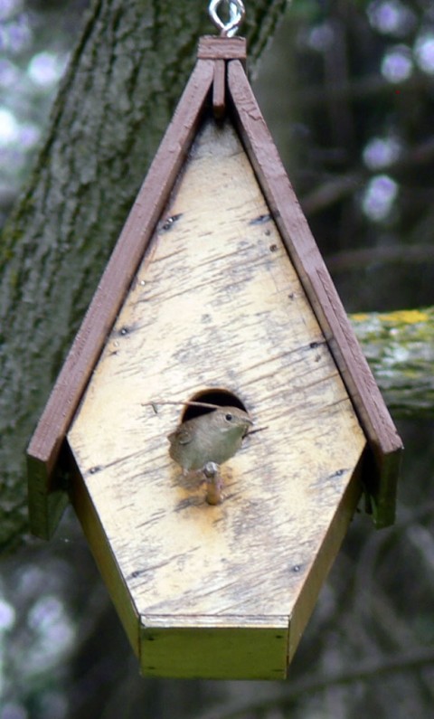 June 1-wren on perch,1024-twig behind her