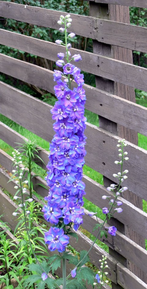 June 11-14-Delphinium-1024