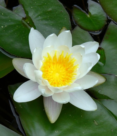 June 11-14-open-1024- waterlily