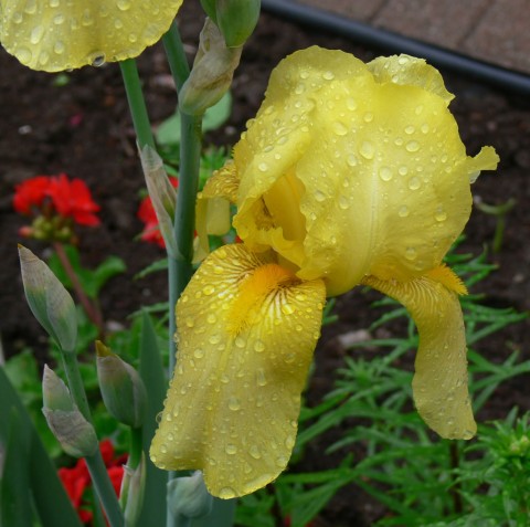 June 11-Yellow -1024-bearded iris