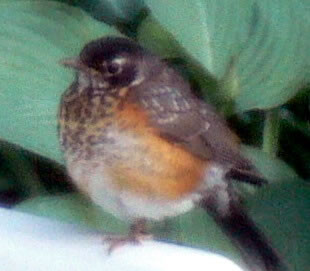 June 13-14-robin baby -cropped on chair