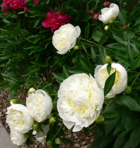 June 13-Peonies -1024-white & buds