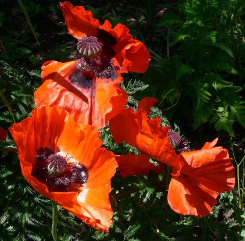 June 13-Poppies, orange,1024-Riverside Park