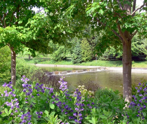 June 13-river in Riverside Park,Guelph