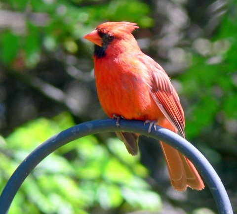 June 15-14-Cardinal-1024- on hoop