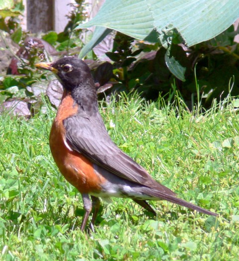 June 15-14-robin-1024