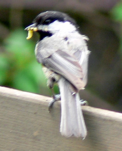 June 16-14-Chickadee w. food in beak