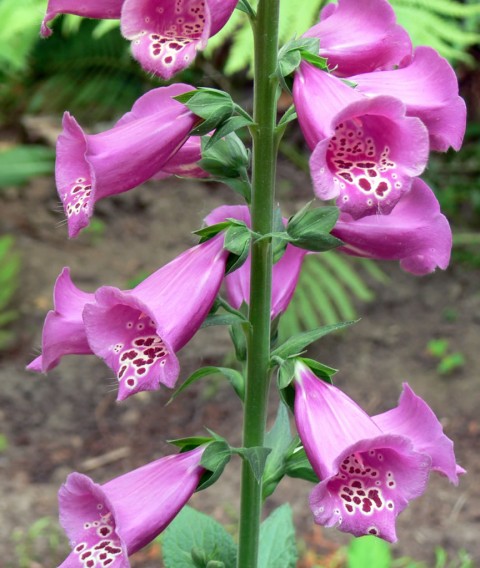 June 16-14-foxgloves-1024