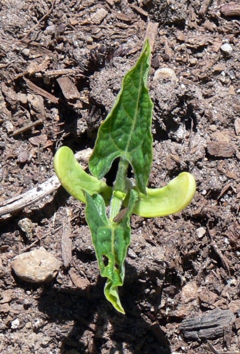 June 19-14-bean-1024-sprouted