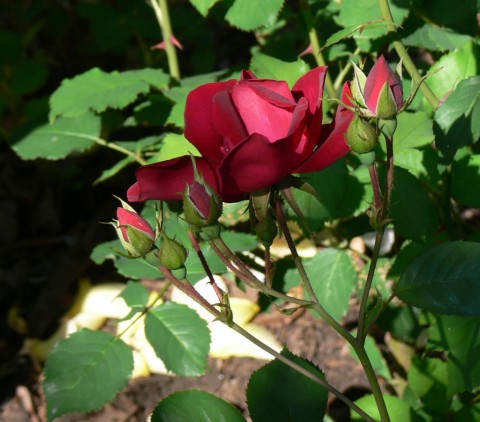 June 19-14-r-1024-rose