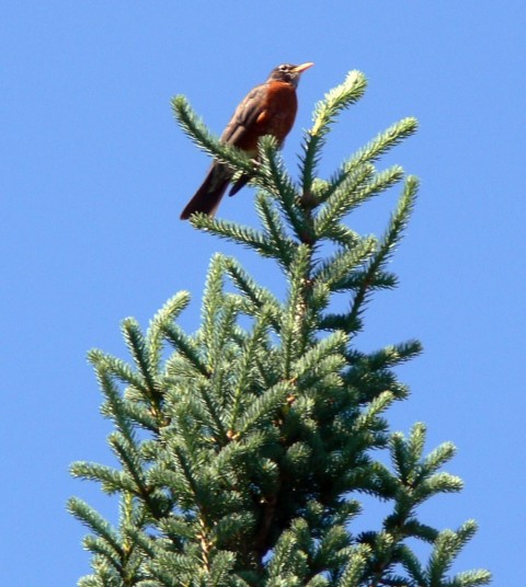 June 19-14-robin on-1024- tree top