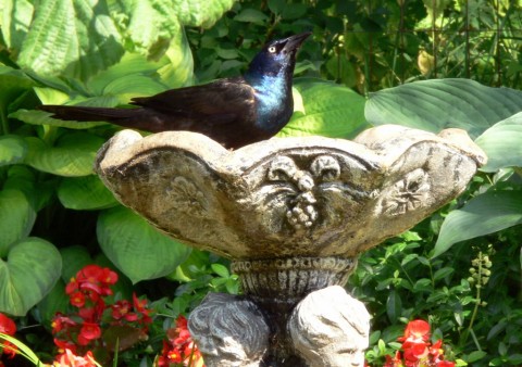 June 22-14-grackle-1024-at b