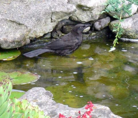 June 22-14-grackle-1024-in pond