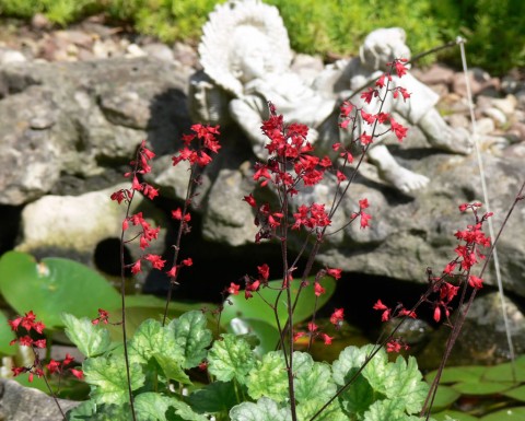 June 22-14-r-1024-coral bells