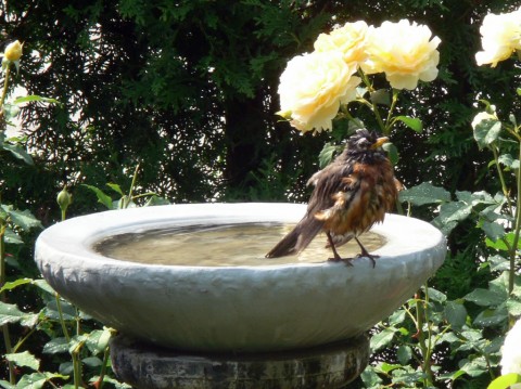 June 24-14-robin drenched-1024