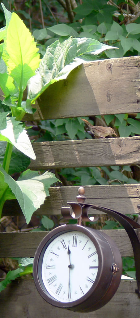 June 25-14-on fence-1024-looking down