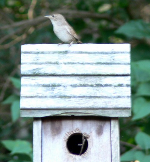 June 26-14-Wren on roof CS-1024