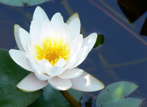 June 28-14-waterlily-1024