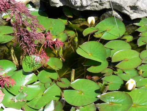 June 9 - How many-1024- waterlily buds