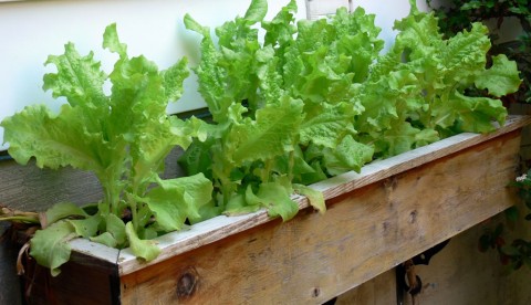 June 9-lettuce-1024- in garden on the wall