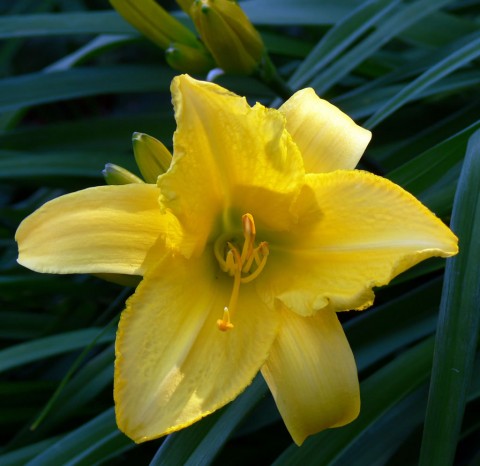 July 11-14-yellow lily-1024