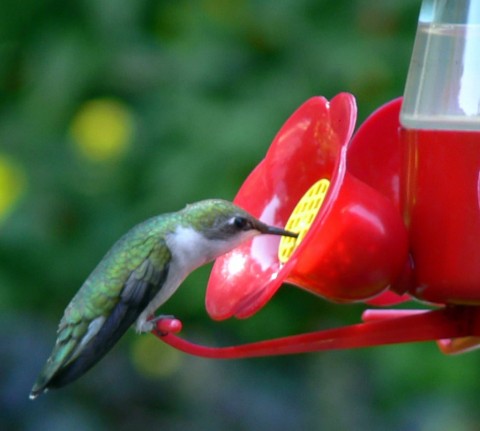 July 12-14-Hummer-1024-sipping