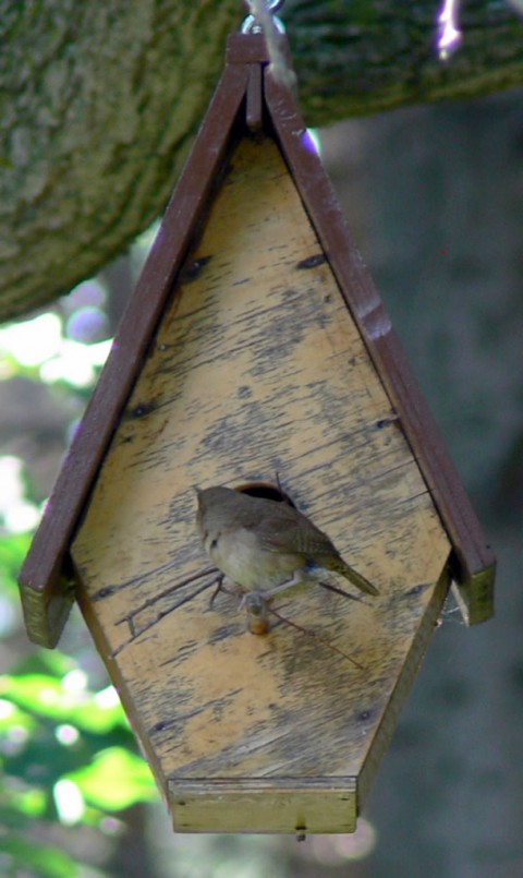 July 12-14-fat wren-1024-on perch