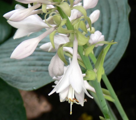 July 14-14-hosta lily-1024