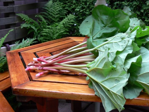 July 14-14-rhubarb-1024-harvested