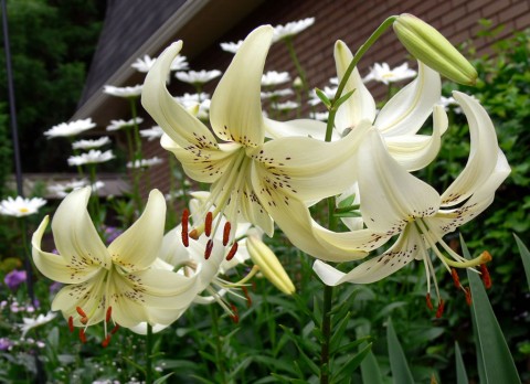 July 14-14-speckled lilies-1024