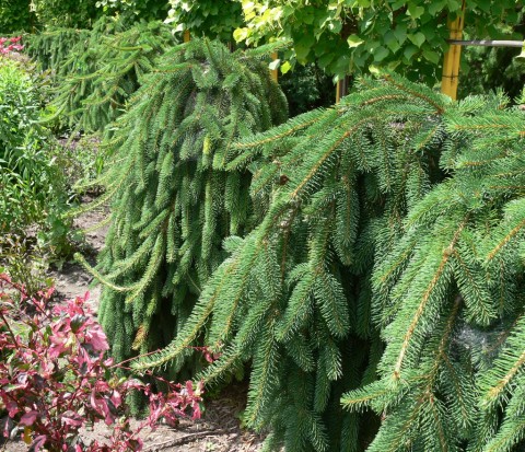 July 15-14-Hedge of Dwarf Weeping -1024-Norway Spruce