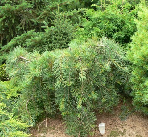 July 15-14-Unusual conifers-1 of-1024-a kind in Canada